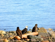Eagles in front of the Heron's Landing Hotel